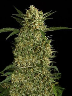 amnesia auto