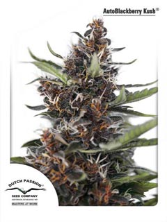 auto blackberry