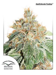 auto colorado cookies
