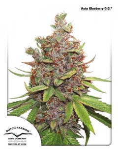auto glueberry og