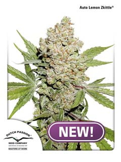 auto lemon kix