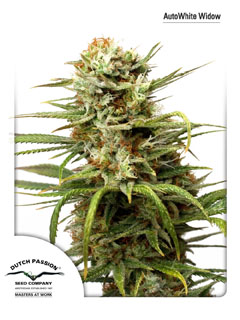 auto white widow