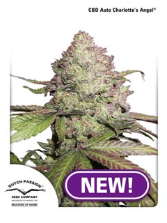 cbd auto charlotte;s angel