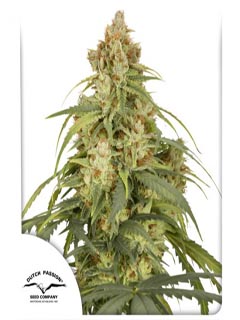 cbd auto victory