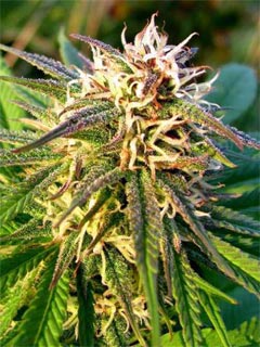 blue mystic auto