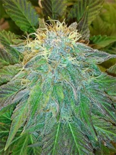 bubblelicious auto