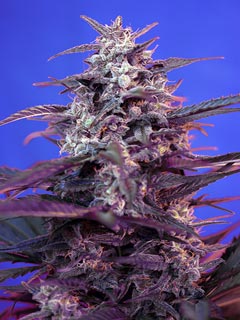 bloody skunk auto
