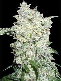 Afghan Kush Ryder